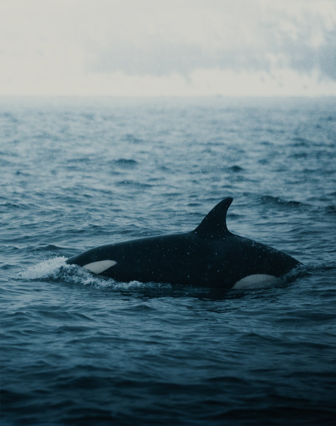 Orca im Kvænangen-Fjord bei Skjervøy